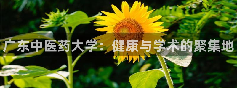 九游会登录网站吗
